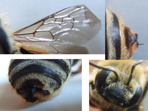 Tetraloniella fulvescens