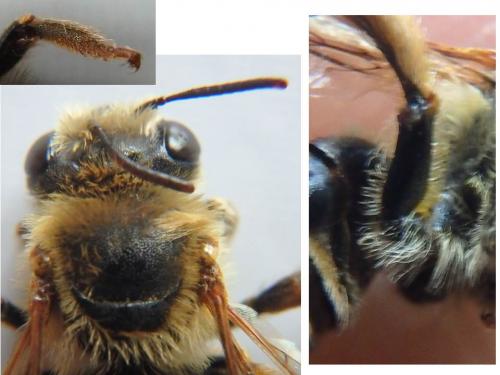 Tetraloniella fulvescens