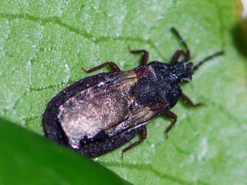 Aneurus avenius