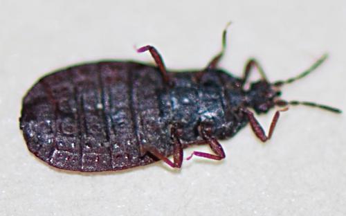 Aneurus avenius
