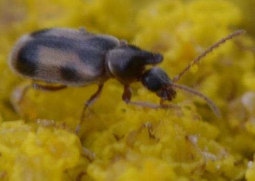 Notoxus sp.