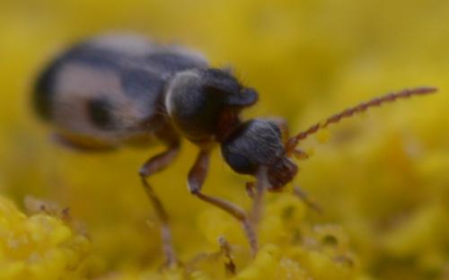 Notoxus sp.