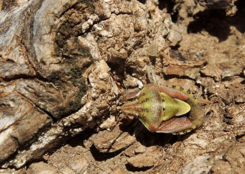 Antheminia absinthii