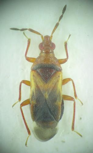 Réf. 167 081 : Anthocoris confusus