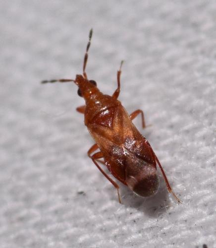 Réf. 167 583 : Anthocoris confusus