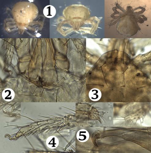 Anystis sp.