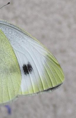 Pieris sp.