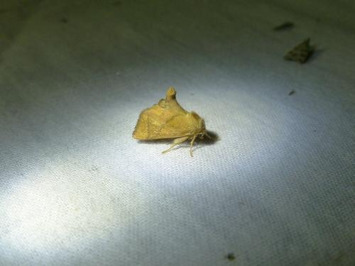 Réf. 167 399 : Apoda limacodes