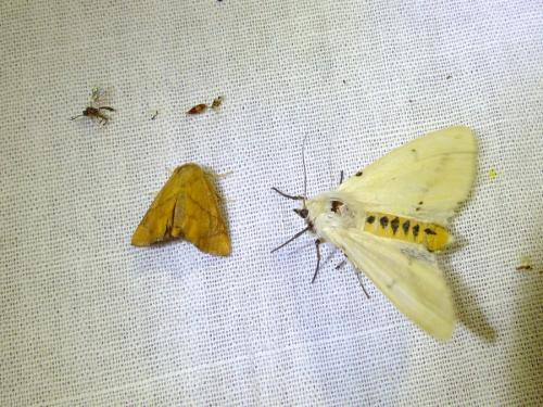 Apoda limacodes