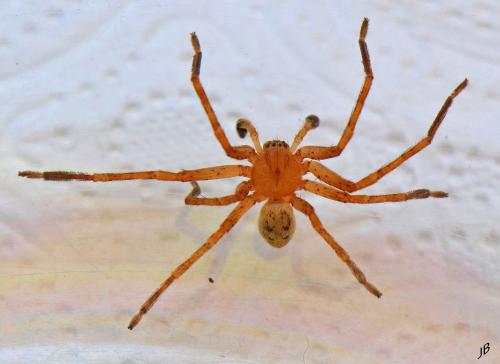 Olios argelasius