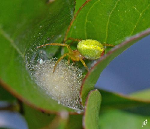 Araniella sp.