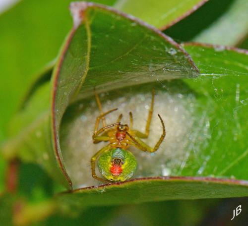 Araniella sp.