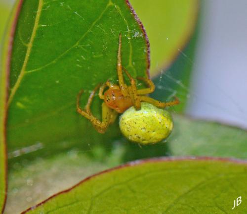 Araniella sp.