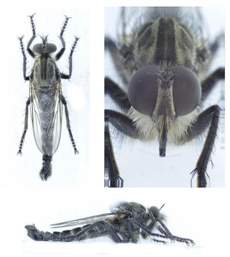 Machimus caliginosus