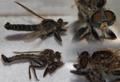 Réf. 167 966 : Neomochtherus geniculatus
