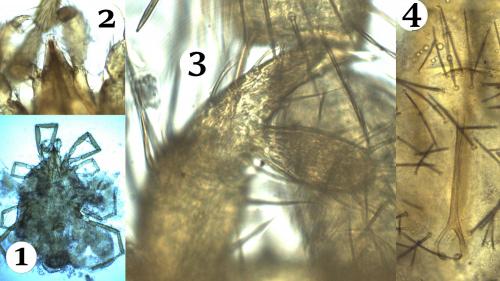 Balaustium murorum