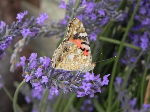 Réf. 167 688 : Vanessa cardui