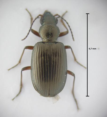 Réf. 167 471 : Bembidion punctulatum