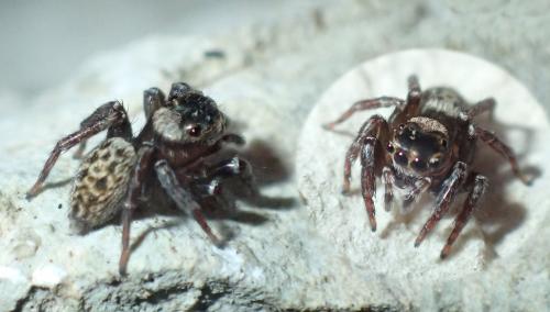 Réf. 167 013 : Saitis imitatus