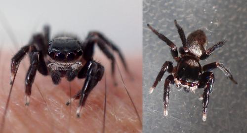 Réf. 167 014 : Saitis imitatus