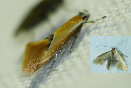 Batia lunaris