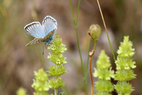 Réf. 167 798 : Polyommatus sp.