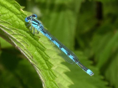 Erythromma lindenii