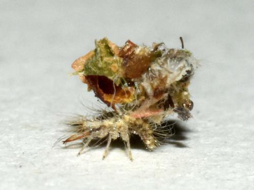 Réf. 167 287 : Pseudomallada sp.