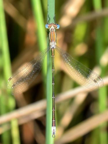 Lestes virens