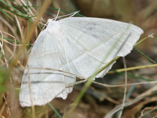 Campaea margaritaria
