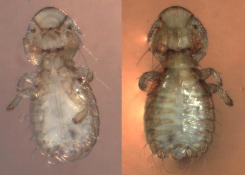 Campanulotes bidentatus
