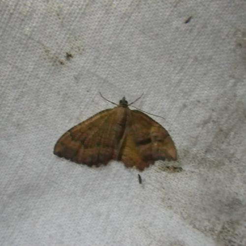 Camptogramma bilineata