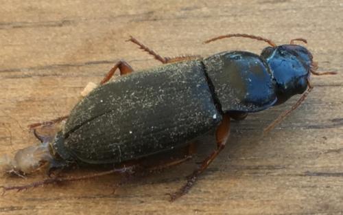 Pseudoophonus rufipes