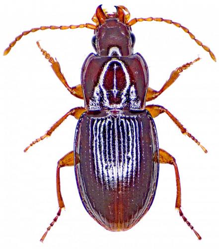Pterostichus pumilio
