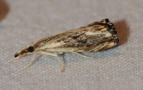 Catoptria verellus