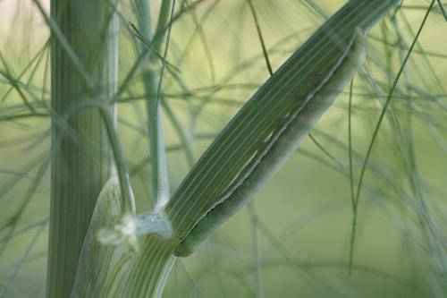 Réf. 167 075 : Polymixis flavicincta