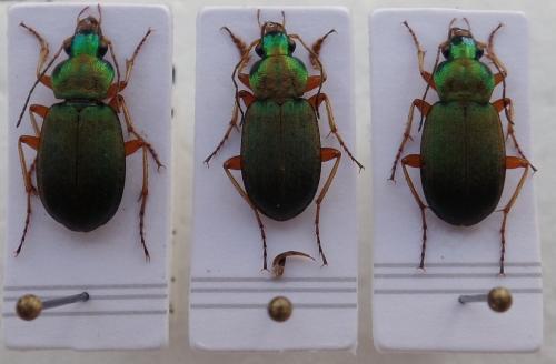 Chlaenius nitidulus