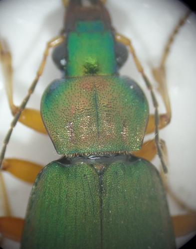 Réf. 167 136 : Chlaenius nitidulus