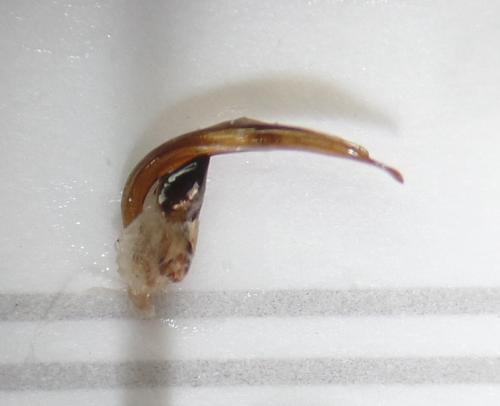 Chlaenius nitidulus