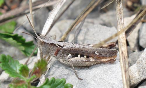 Réf. 167 921 : Chorthippus vagans vagans