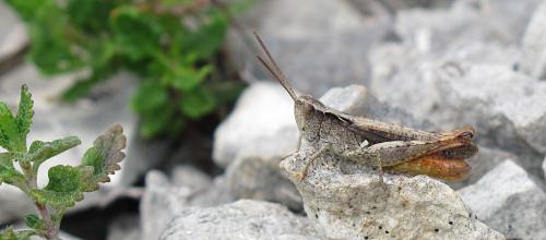 Réf. 167 929 : Chorthippus vagans vagans
