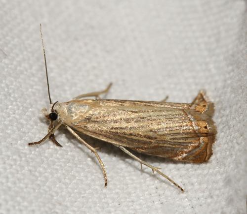 Réf. 167 363 : Chrysoteuchia culmella