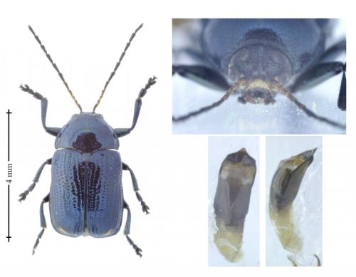 Cryptocephalus marginatus