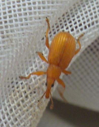 Réf. 167 625 : Apion frumentarium