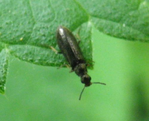Dasytes sp.