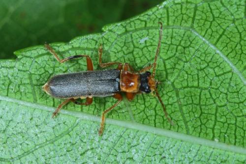 Cantharis lateralis