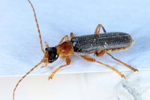 Cantharis lateralis