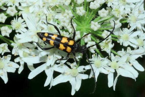 Leptura quadrifasciata