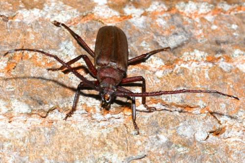 Réf. 167 885 : Aegosoma scabricorne