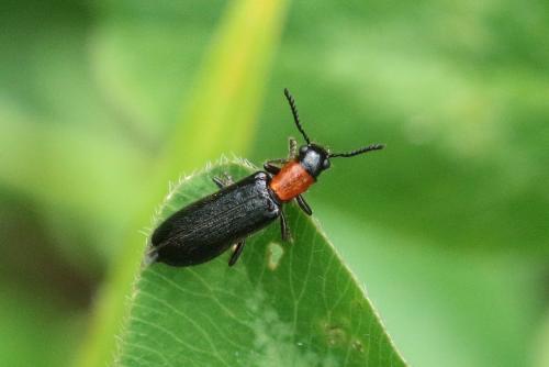 Tillus elongatus